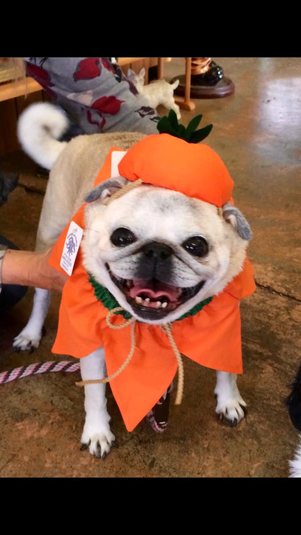 /Images/uploads/PUG NATION RESCUE OF LOS ANGELES/2019pugcalendar/entries/8354thumb.jpg